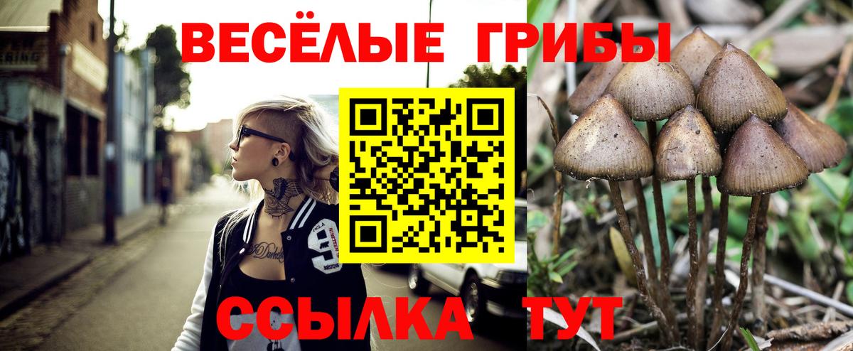 Галлюциногенные грибы Psilocybine cubensis Чита